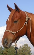 Double Diamond Halfter #125