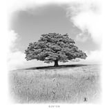 BANYAN TEE - Grey Marle