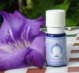 Vision, 6. Stirnchakra