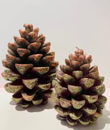 SALE - broste Zapfenkerze