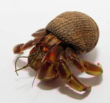 gefurchter Landeinsiedlerkrebs - Coenobita rugosus