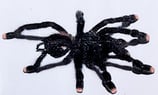 Rotfuss-Vogelspinne "Black fire" NZ - Avicularia sp. "black fire"