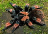 Orangebein-Vogelspinne CH-NZ 2020 - Brachypelma emilia
