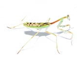 Gestreifte Mantis - Omomantis zebrata