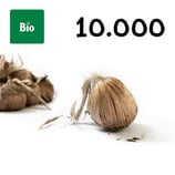 10 000 bolbos bio calibre 10-11