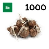 1000 bolbos bio calibre 9-10
