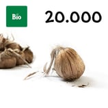 20 000 bolbos bio calibre 10-11