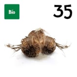 35 bolbos bio calibre 8-9