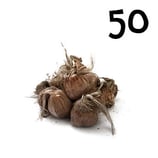 50 bolbos calibre 10-11