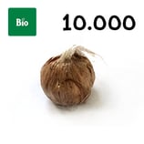 10 000 bolbos bio calibre 7-8