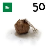 50 bolbos bio calibre 11+