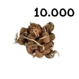 10 000 bolbos calibre 8-9