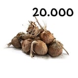 20 000 bolbos calibre 11+