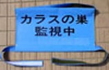 旗標識　「カラスの巣監視中」