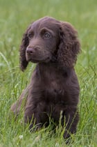 パピートレーニング