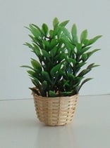 Bushy Plant in Basket
