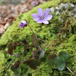 Groupe de pratique CNV - ONLINE