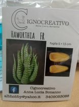 Venatore per pianta grassa. HAWORTHIA FR