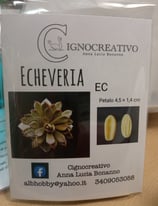 Venatore per pianta grassa . ECHEVERIA EC