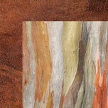 kaiser craft  P 2443 cm30,5 x 30,5