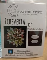 Venatore per pianta grassa.  ECHEVERIA 01