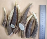 Bois de cerf grande taille