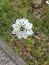 Huile de Nigelle Bio 50 ml