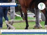 Systémie d'Entreprise en Médiation Equine