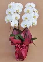 胡蝶蘭　プランB