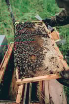 essaim abeille noire