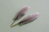2 Plumes rigides grises