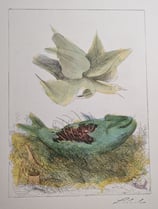 Lehmden, Anton - Fisch und Vogel in Farbe