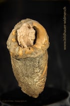 Schwalbennest eingesetzt