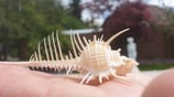 Murex pecten Venuskammschnecke ca. 8cm
