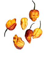 Pockmark Orange - Sachet 10 graines