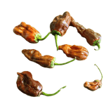 7 Pot Bubblegum Chocolat - Sachet 10 graines