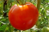 TOMATE RONDE France