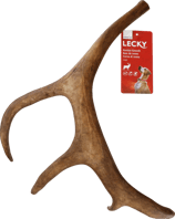 Rentier Geweih large 1 Stk.