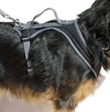 Dogs Fun Run Geschirr Standard Gr. XL