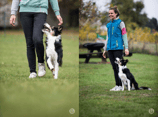Obedience-Seminar mit Susanne Bachl-Steiner Sonntag 12.10.2025