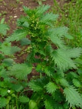 annual nettle