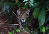 Jaguar observé sur le lac de Petit Saut Nature de Guyane