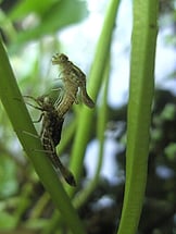 schlüpfende Adonsilibelle am 19.05.13