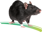 rat 