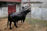 Toros de Dolores Aguirre