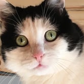 Mira-Amadée Tinner-Mannhart