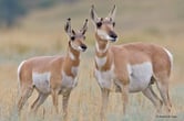 pronghorn animaux canada