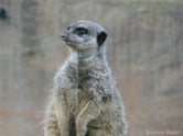 Suricate