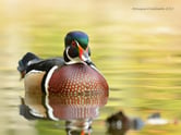 canard branchu animaux canada