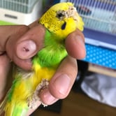 疥癬があったセキセイ(ポン)